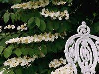 Magnolia Leonard Messi Trees To Plant Shrubs Plants