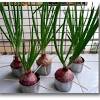 Harvest bulblets from topsetting onions and use them as pearl onions in the kitchen. 1