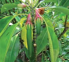 Image result for Bruguiera