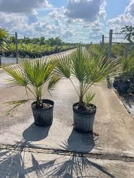 Image result for Acoelorrhaphe wrightii