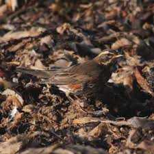 Vous vous demandez quels sont les oiseaux qui chantent la nuit ? Pourquoi Certains Oiseaux Crient Ils Et Ou Chantent Ils La Nuit Ornithomedia Com