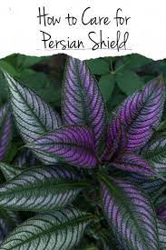 Persian Shield Plant Care Persian Shield Plant Care Persian Shield Plant