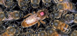 Queen Marking Colours Torbay Beekeepers