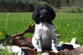 Image result for Velký münsterlandský ohař