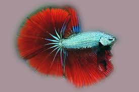 You're in the right place for green betta. Betta Splendens Green Fire Dragon M Aqualog De