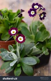 Image result for Primula x pubescens