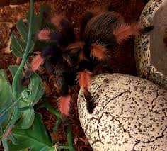 Image result for Emilia brachycephala