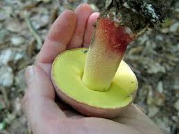 Image result for Boletus speciosus