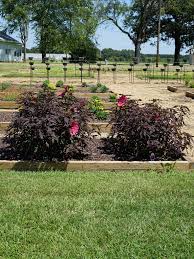 Check spelling or type a new query. Hibiscus Summerific Evening Rose Perennial Truck Crops Trial Gardens