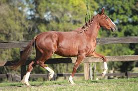 HARAS TEXTOR | MANGALARGA MARCHADOR