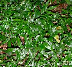 Image result for Arthropteris