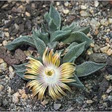 Image result for Nananthus aloides