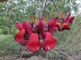 Image result for Erythrina fusca
