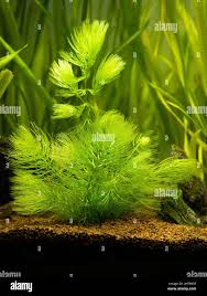 Image result for Ceratophyllum demersum