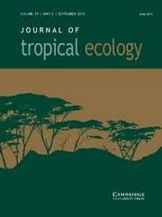 Image result for Landolphia bruneelii