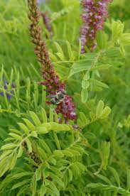 Image result for Indigofera filipes