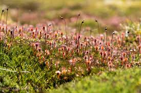 Image result for Monodora stenopetala