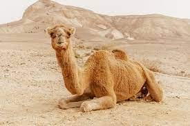 Camels rest by lying down and do so by bending their front legs underneath them, followed by the back. 121 Camel Lying Down Photos Free Royalty Free Stock Photos From Dreamstime