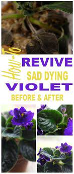 African Violet Is Dying How To Revive Care Simply Living Nc African Violets African Violet Care African Violet Pots