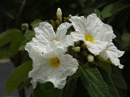 Check spelling or type a new query. Mexican Olive Central Texas Gardener