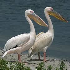 Lucy Ricky African Great White Pelicans Are Scene Stealers In Dolphin Tale Birds Shoebill Dolphin Tale Y Beautiful Birds