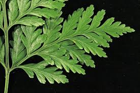 Image result for Davalliaceae