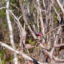 Image result for Commiphora