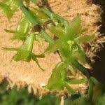 Image result for Kylicanthe