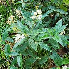 Image result for Rhamnaceae