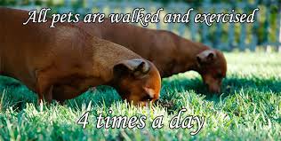 Transport your dog cross country! Pet Movers Pet Delivery Service Dog Transport Pet Moving And Relocation Pet Ground Transportation Pet Transport Service