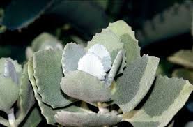 Kalanchoe Millotii Information Succulents Plants Succulents Garden