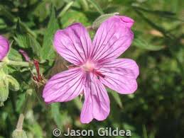 Image result for Geranium vagans