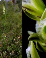 Image result for Rhipidoglossum ovale