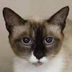 Siamese Rescue Cats for Adoption near Bethlehem ...
