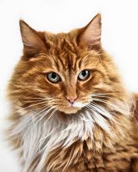 An ardorable kitten called kisses for sale kisses her pet name is a lovely blue/silver tabby and white norwegian forest cat kitten champion sire show winning. 31 Fiery Red Norwegian Forest Cat Ideas Norwegian Forest Cat Norwegian Forest Forest Cat