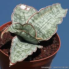 Image result for Sansevieria kirkii