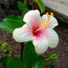 Hibiscus Fijian White Hibiscus Hibiscus Plant Plants