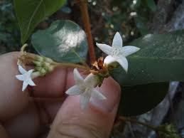 Image result for Sabicea venosa