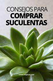 Se les suele llamar tierra para cactus. Consejos Para Comprar Suculentas Atipicas Suculentas