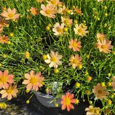 Image result for Cremaspora triflora