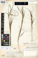 Image result for Hyperthelia dissoluta