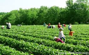 Stiri despre locuri de munca spania. 800 De Locuri De MuncÄƒ La Cules CÄƒpsuni In Spania Gura Ialomitei Com