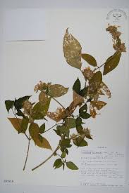 Image result for Asystasia hedbergii