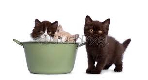 Turkish angoras tend to be best suited to a household where they'll have company for most of the day. British Shorthair Longhair Kittens On White Stock Photo Crushpixel