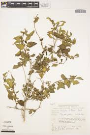 Image result for Acalypha psilostachya