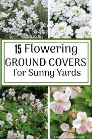 As a bonus, walking on it crushes the aromatic leaves just enough to waft some of their wonderful scent into the air. 15 Best Flowering Ground Covers For Sun