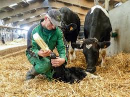 Le lait de vache est le lait produit par la vache dès la naissance de son veau pour le nourrir. Elevage Des Veaux Au Quebec Le Colostrum C Est Bien Plus Que Des Anticorps Reussir Lait