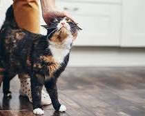 Responsible cat ownership