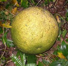 Image result for Secamone africana