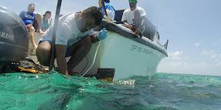 International Ocean Acidification Initiative The Ocean Foundation This new approach, that will be published on the 17 february 2015 in the journal environmental science and technology, offers remote. international ocean acidification